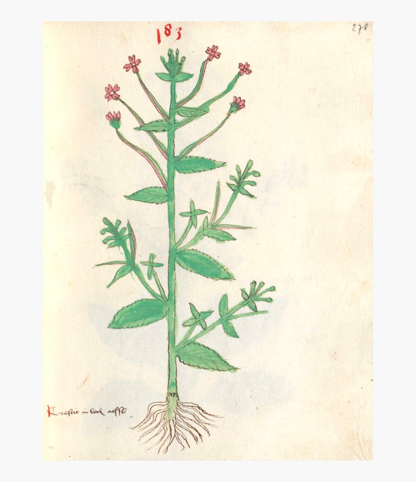278 Auslasser Epilobium parviflorum