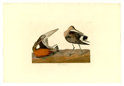 258 Hudsonian Godwit