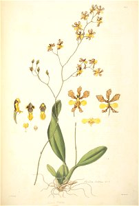 27 Oncidium barbatum - John Lindley - Collectanea botanica (1821). Free illustration for personal and commercial use.