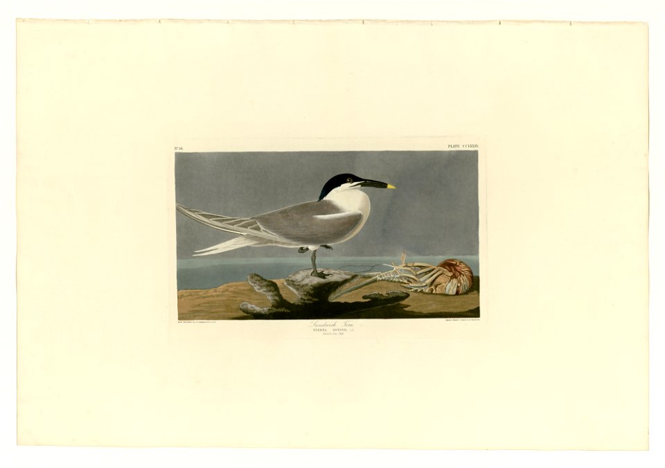 279 Cabot's Tern