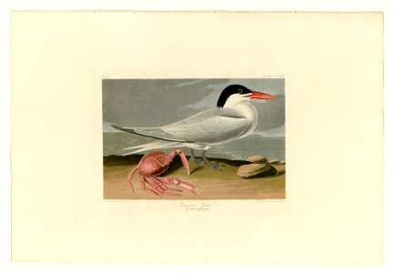 273 Cayenne Tern