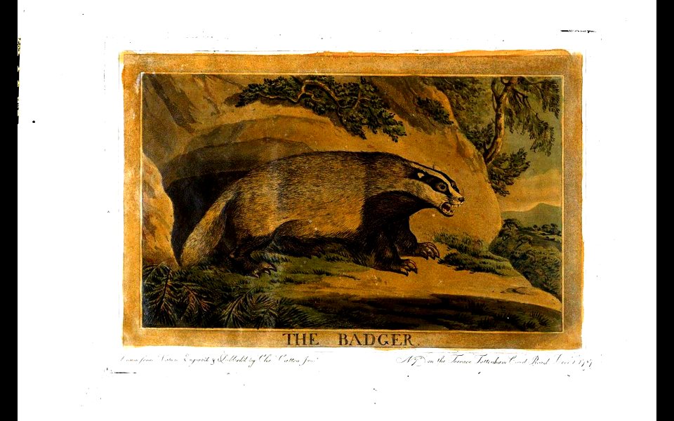 27, Badger, Charles Catton's Animals (1788)