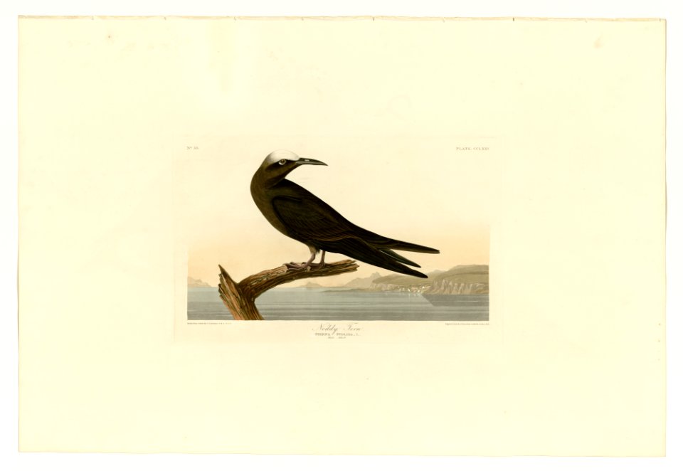 275 Noddy Tern