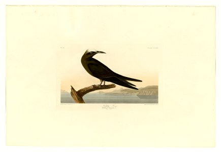 275 Noddy Tern