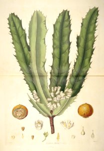 26 Theophrasta jussieui - John Lindley - Collectanea botanica (1821). Free illustration for personal and commercial use.
