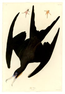 271 Frigate Pelican