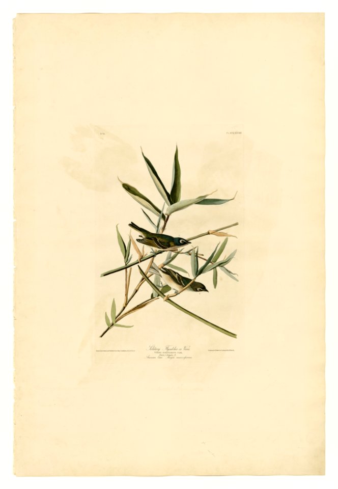 28 Solitary Flycatcher or Vireo