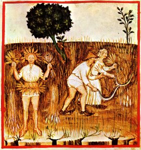 28-estate,Taccuino Sanitatis, Casanatense 4182.