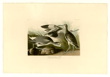 274 Semipalmated Snipe, or Willet