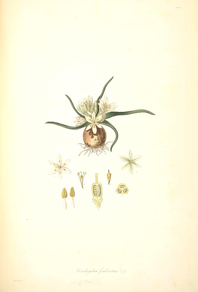 28 Ornithogalum fimbriatum - John Lindley - Collectanea botanica (1821)