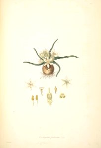 28 Ornithogalum fimbriatum - John Lindley - Collectanea botanica (1821). Free illustration for personal and commercial use.