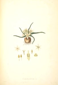 28 Ornithogalum fimbriatum - John Lindley - Collectanea botanica (1821)