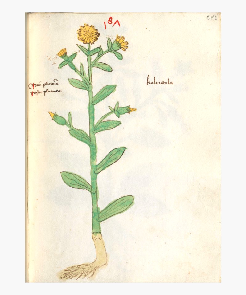 282 Auslasser Calendula officinalis