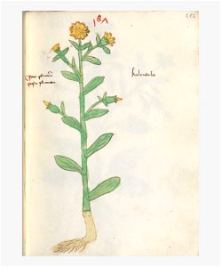 282 Auslasser Calendula officinalis