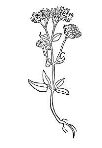 285 Origanum dosten