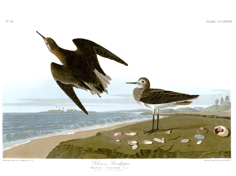 278 Schinz's Sandpiper restored