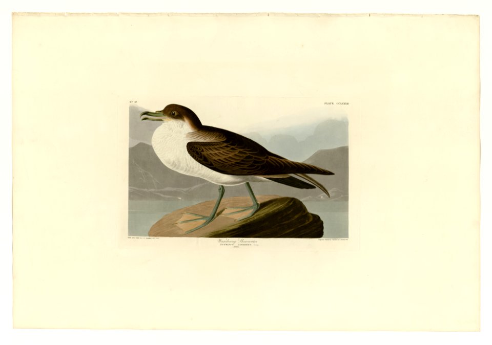 283 Wandering Shearwater