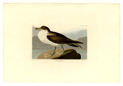 283 Wandering Shearwater