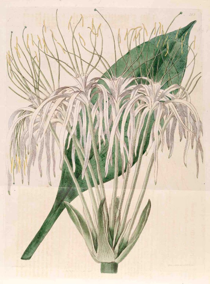 265 Hymenocallis tubiflora