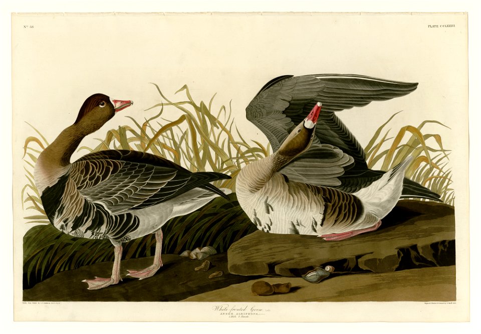 286 White-fronted Goose