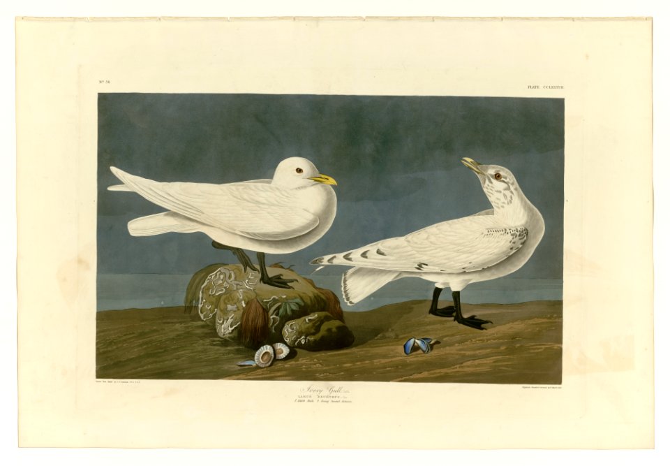 287 Ivory Gull