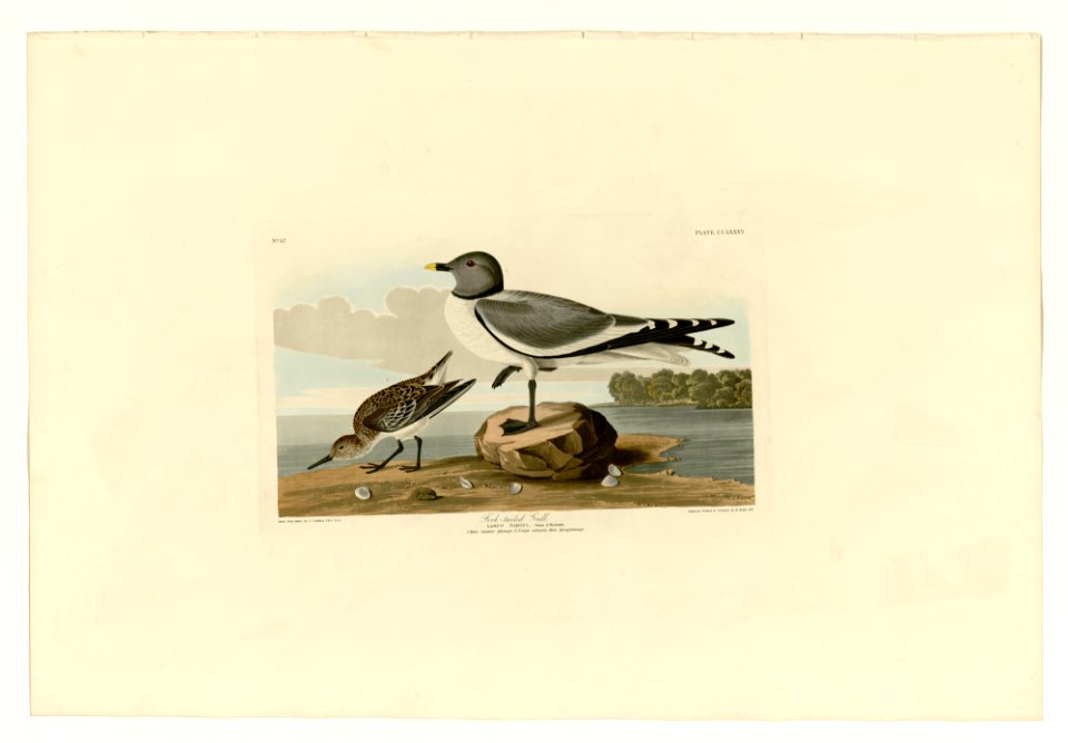 285 Fork-tailed Gull