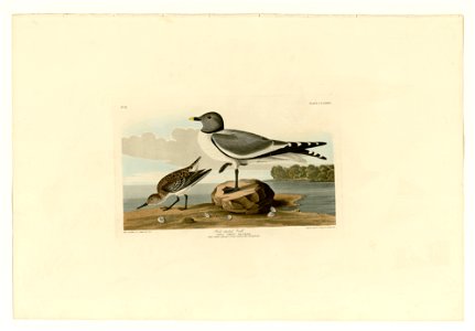 285 Fork-tailed Gull
