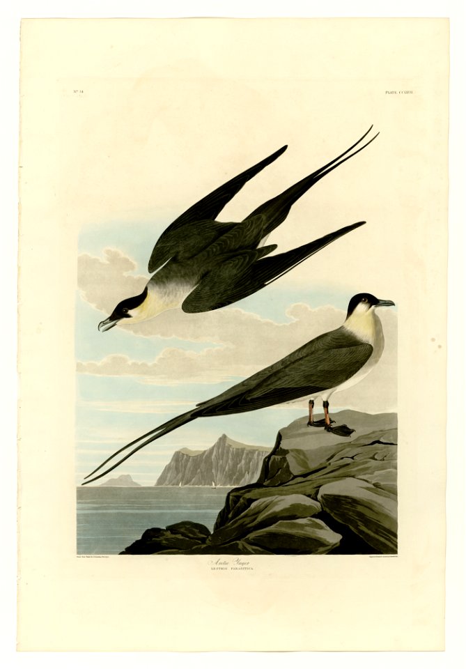 267 Arctic Yager