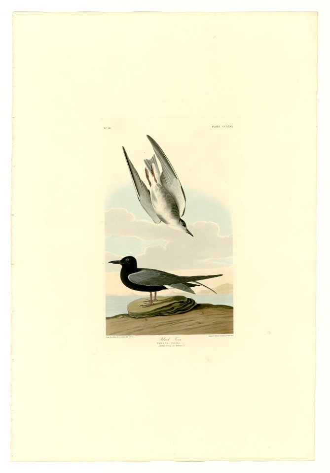 280 Black Tern