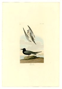 280 Black Tern