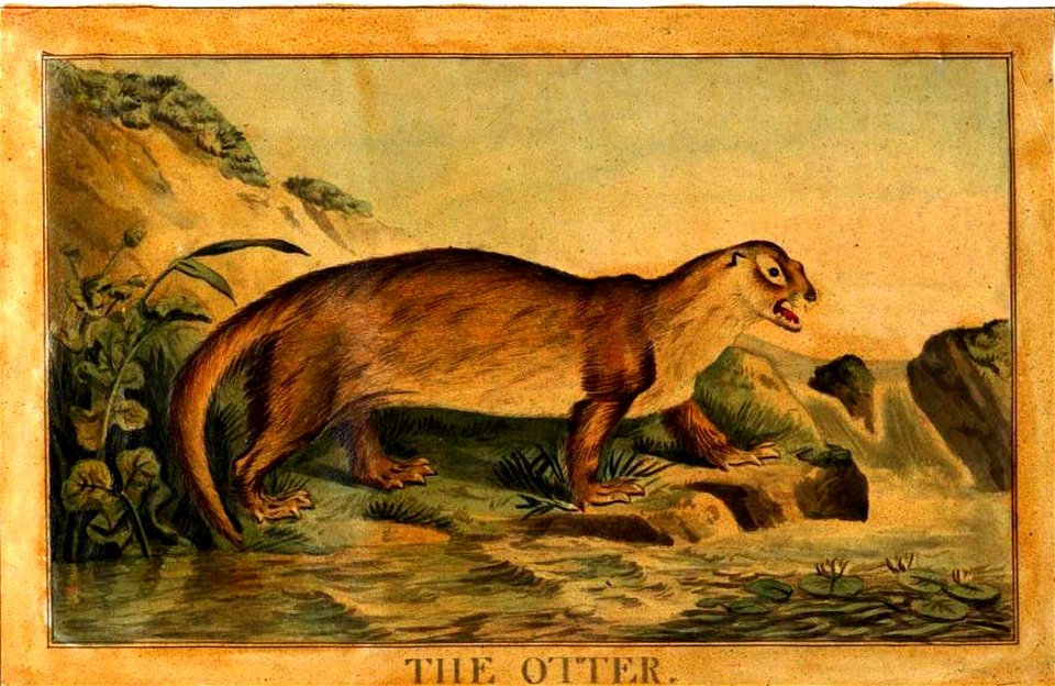 28, Otter, Charles Catton's Animals (1788) (cropped)