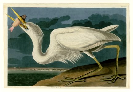 281 Great White Heron