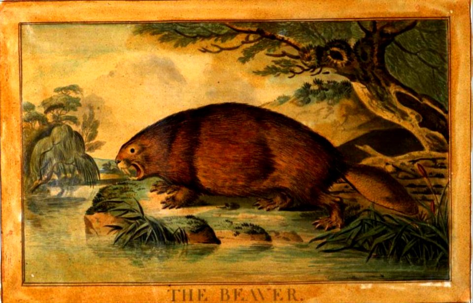 29, Beaver, Charles Catton's Animals (1788) (cropped)