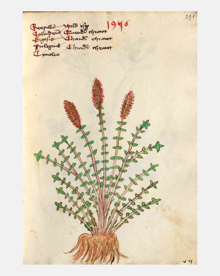 291 Auslasser Thymus serpyllum