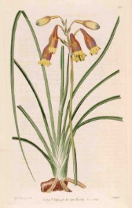 286 Blandfordia nobilis