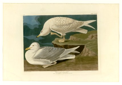 282 White-winged silvery Gull