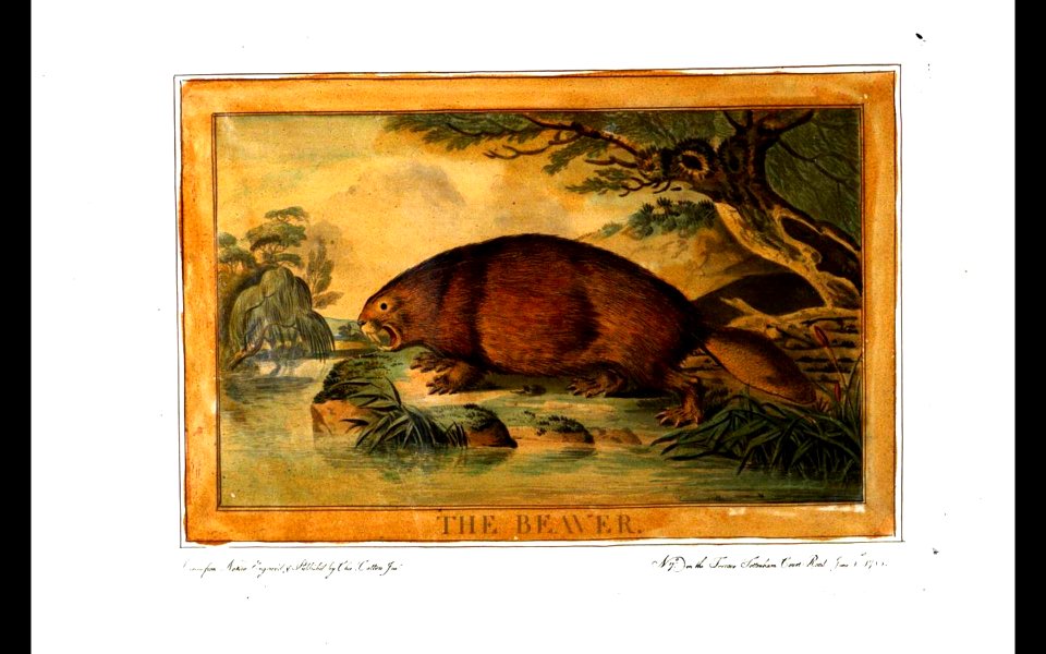 29, Beaver, Charles Catton's Animals (1788)