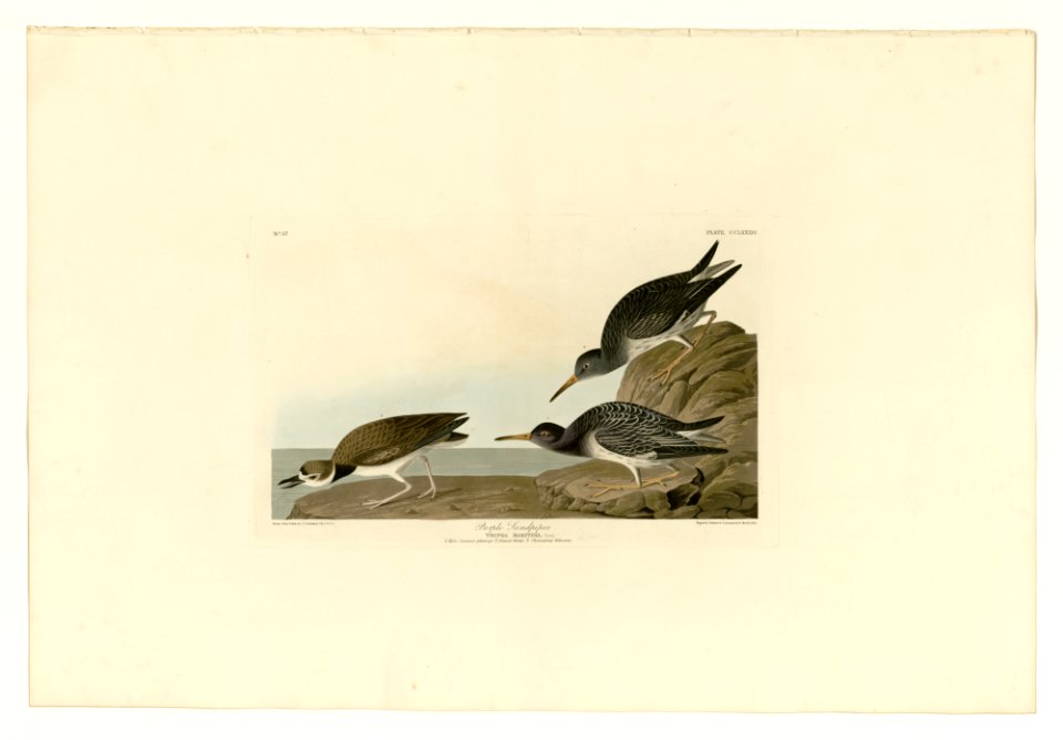284 Purple Sandpiper