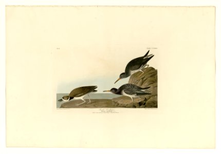 284 Purple Sandpiper