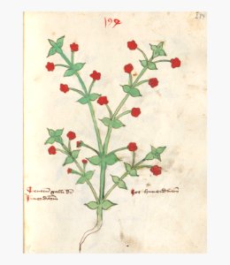 289 Auslasser Anagallis arvensis
