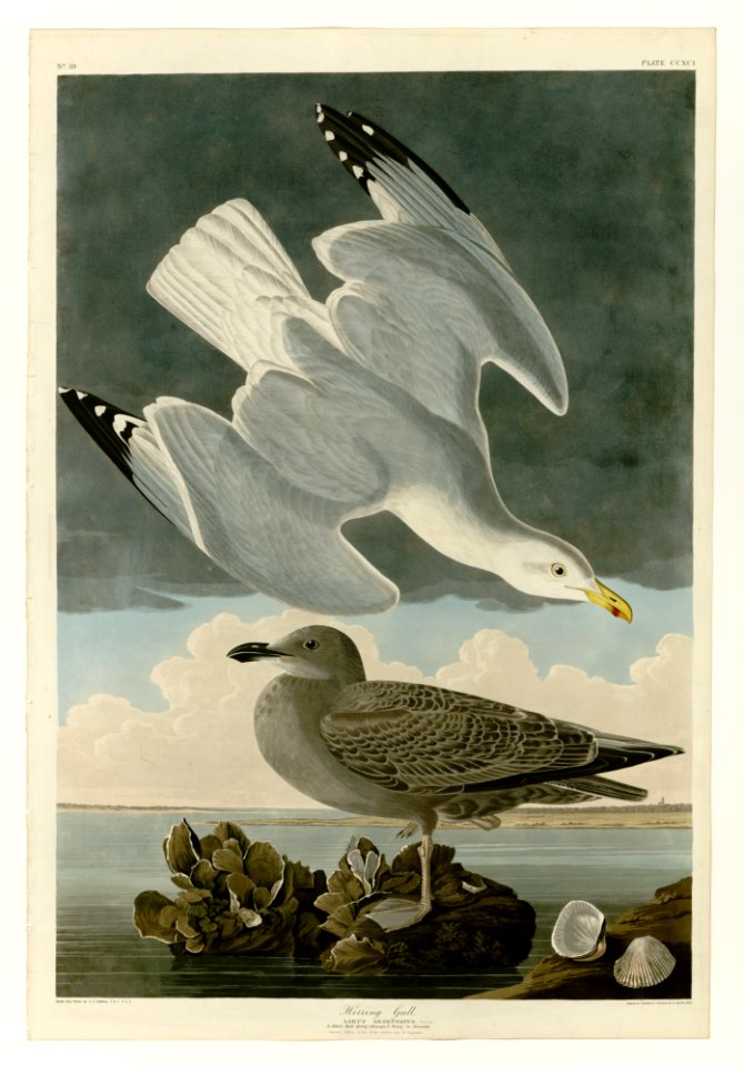 291 Herring Gull