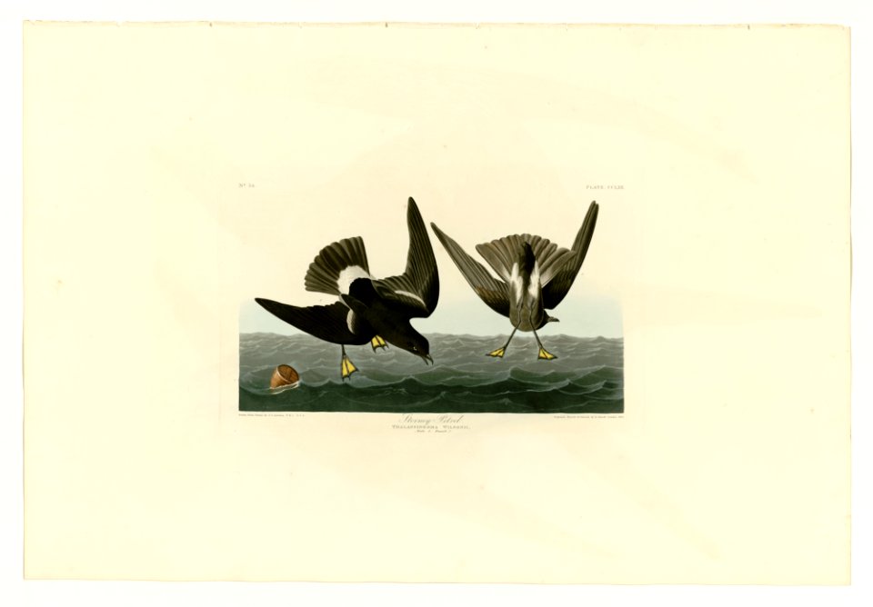 270 Stormy Petrel