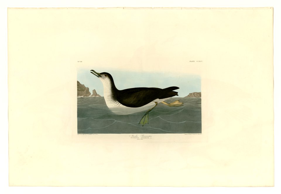 295 Manks Shearwater