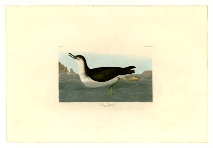 295 Manks Shearwater