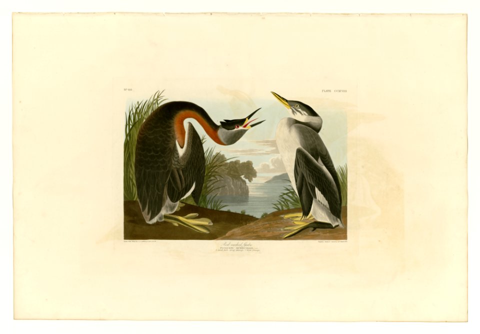 298 Red-necked Grebe