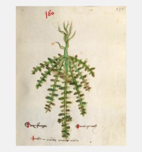 275 Auslasser Herniaria glabra