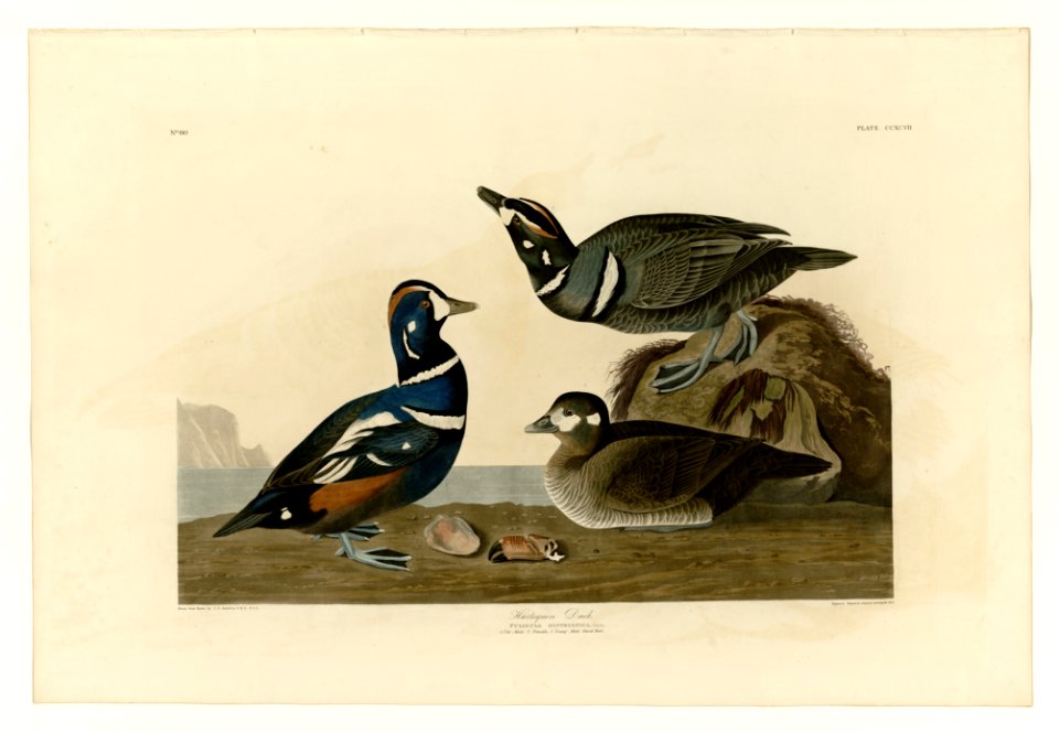 297 Harlequin Duck