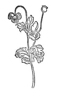 299 Papaver magsamen