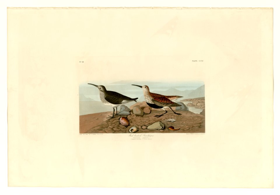290 Red backed Sandpiper