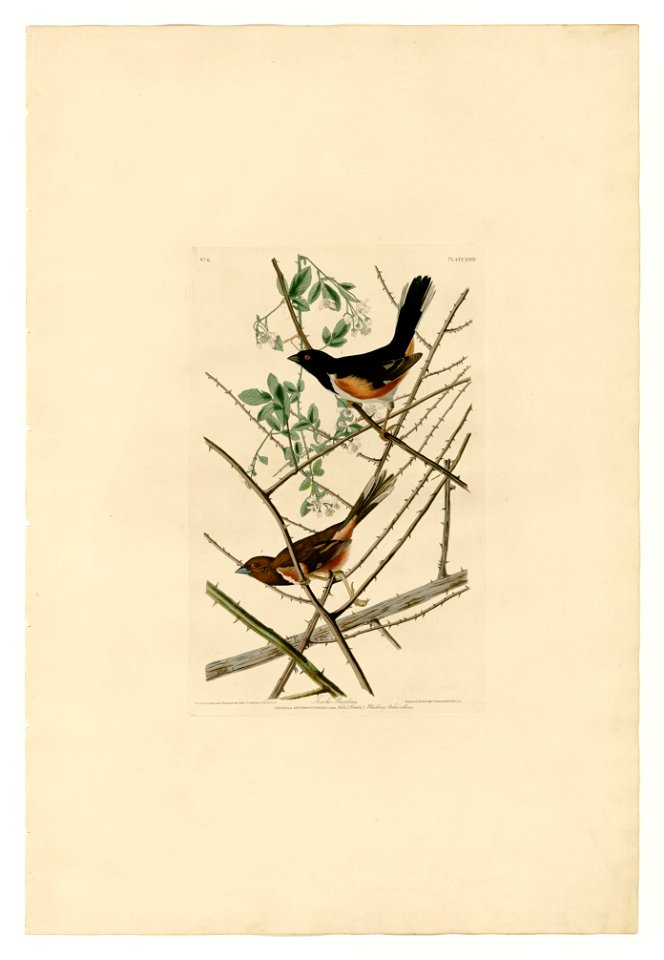 29 Towhe Bunting